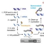 JACS|  基于mRNA展示技术发现靶向结构RNA的大环肽结合剂、共价修饰剂及降解剂