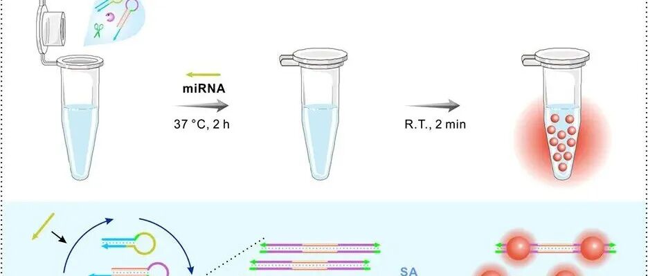 AC.基于回文序列介导的等温级联DNA扩增与简易纳米信号转导用于一锅法超灵敏miRNA检测