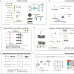 四川农业大学青年教师发表Nature Plant