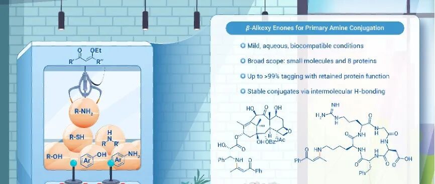 The Innovation | 靶向伯胺生物偶联技术：以精准偶联赋能生物医药创新