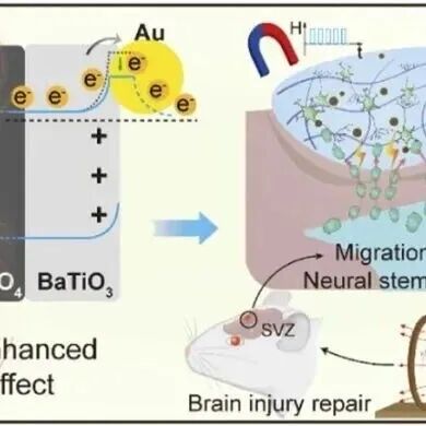Nano Today | 四川大学范红松/吴承恒研究发现纳米结构异质结用于增强磁电效率和神经发生中的无线电刺激