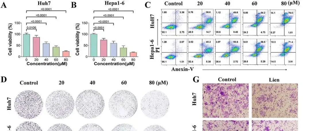 J Exp Clin Cancer Res | 湘雅三院容鹏飞揭示Liensinine重塑免疫微环境并增强肝细胞癌的免疫治疗效果