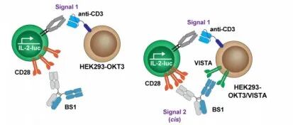 Sensei&#160;Biotherapeutics开发pH条件性激活型CD28×VISTA双抗