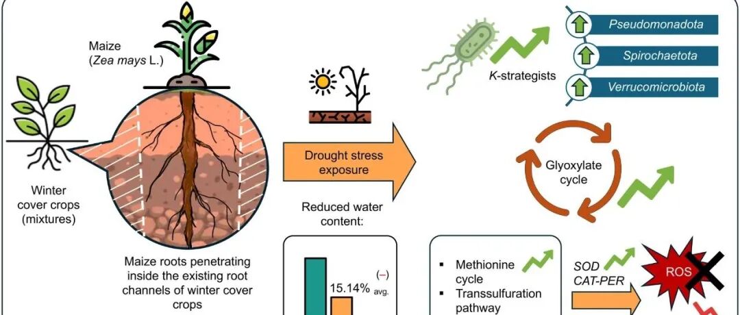 玉米根际微生物群落丨GLOBAL CHANGE BIOL：覆盖作物根系通道促进玉米根际细菌对干旱的适应