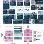 Nat Mach Intell｜多伦多大学：利用UniProt文本注释提升蛋白质表征预测能力的PAIR框架