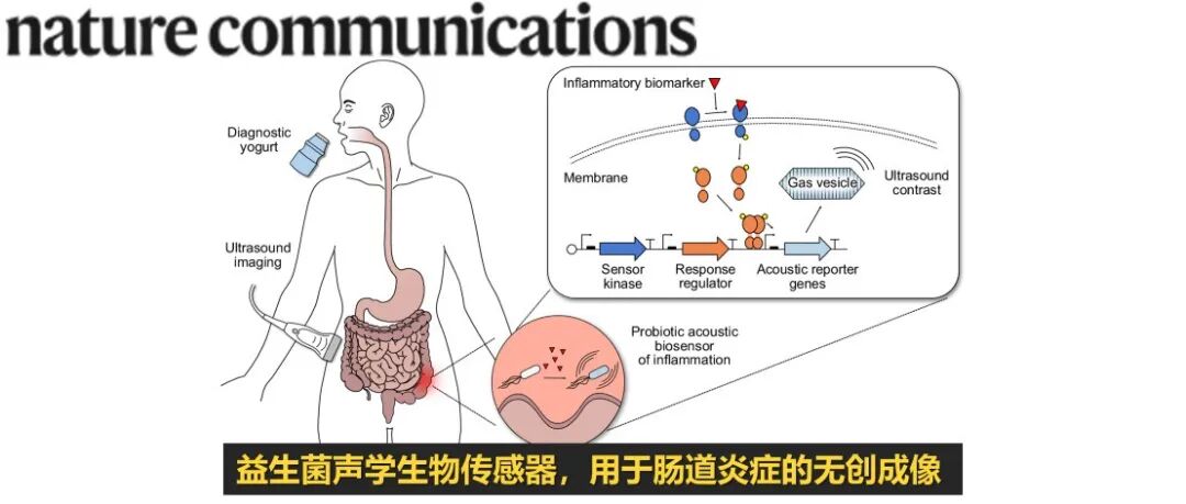 Nat. Commun. | 益生菌声学生物传感器，用于肠道炎症的无创成像