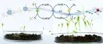 北建大王崇臣教授团队Environ. Sci.:Nano：MOF-on-MOF磁性衍生物超高效活化PMS：机理探究及生态毒理验证
