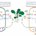 华中农业大学植物营养生物学团队在国际知名期刊（IF=12.4）发表研究论文，解析油菜耐酸性土壤铝毒的生理机制