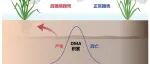 PNAS┃汪鹏教授团队发现稻田“微生物天平”调控稻米砷化学形态与水稻直穗病发生的地理分布之谜