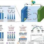 北京师范大学凌力、张军等Nano Letters：尖端工程促进选择性水氧化生成羟基自由基高效除污