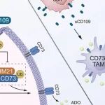 J Hepatol | 中国科学技术大学刘连新等团队研究发现肿瘤来源的CD109协调肿瘤相关巨噬细胞的重编程以抑制免疫反应