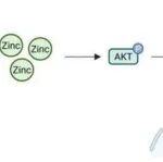 PNAS | 浙江大学王福俤/闵军霞研究阐明了ZIP8在肾脏疾病中的作用并探索其分子通路