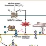 Autophagy | 华南师范大学周俊/高彩吉研究证明ATG8化通过液泡膜重塑非经典自噬途径介导植物碱胁迫响应