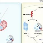 J Hepatol | 吉林大学樊钟琦研究发现顺铂诱导的线粒体分裂破坏导致胆管癌顺铂耐药性增强