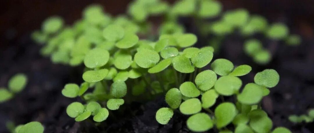 PNAS/PBJ/JIPB/HR等期刊10篇植物激素研究相关文献，涉及种子休眠、生物/非生物胁迫、生长发育、调控机制、信号传导等