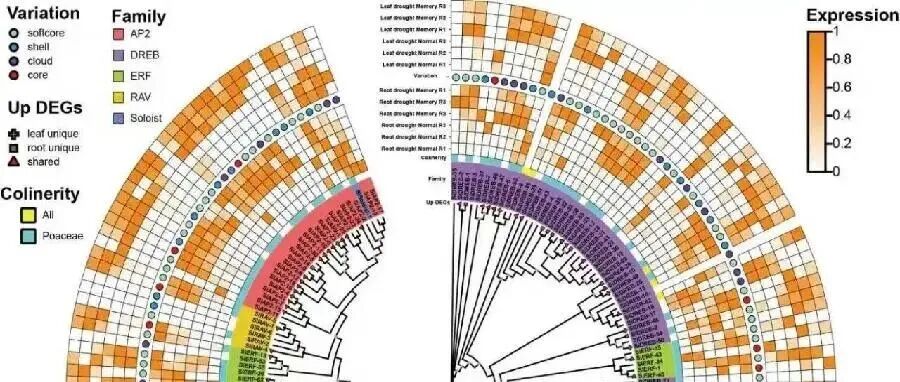 值得学习！寒门博士发Nature Genetics、PNAS，破解百年难题，靠的是啥！