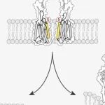 Mol Cell | 华中科技大学刘剑峰等团队研究系统揭示mGlu二聚体激活过程，为开发mGlu8选择性药物提供新靶点