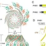 PNAS | 华中农业大学殷平/王强研究发现开放构象的抑制素复合物的低温电镜结构