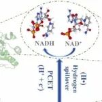 Nano Today | 中科院董绍俊等团队借氢溢出构建仿生双位点铂金催化剂模拟NAD还原氢化酶
