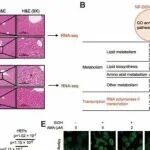 Adv Sci丨中国科学院李佳等团队研究强调了GLS1对RNA聚合酶II活性在肝脏脂质代谢中的调控作用