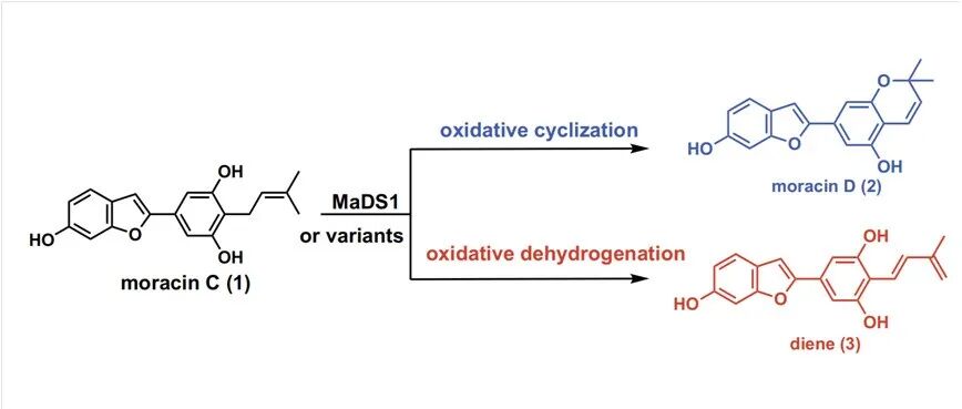 阅读&#160;PNAS |&#160;天冬氨酸残基调控桑树BBE-like酶催化功能分化的机制研究