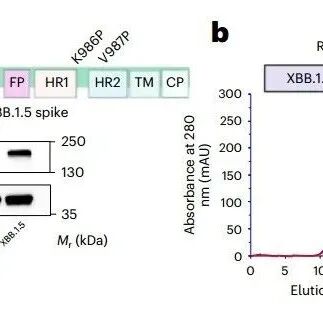 Nature子刊丨四川大学魏霞蔚等开发了一种多组分鼻内疫苗