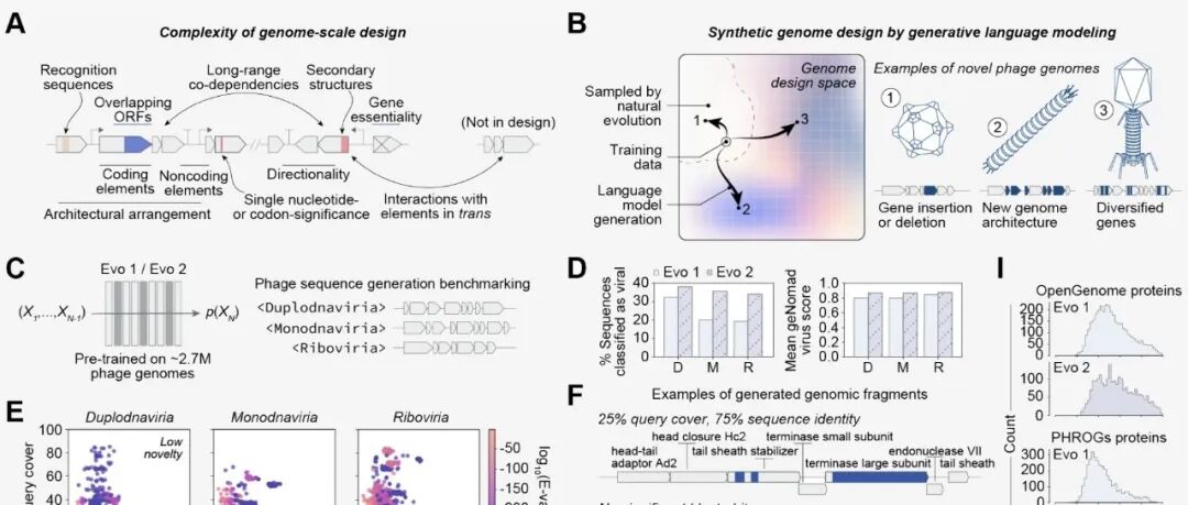bioRxiv｜斯坦福大学Hie团队：利用基因组语言模型生成新型噬菌体