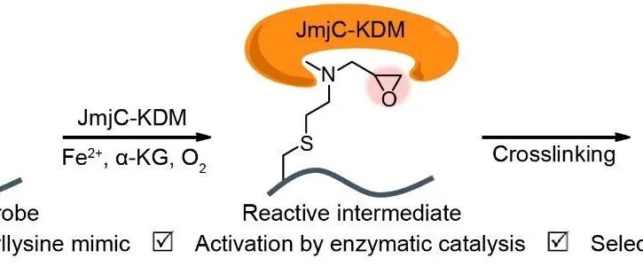 西湖大学吴明轩课题组：依赖催化活性的Jumonji C赖氨酸去甲基化酶共价多肽探针开发