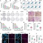 J Exp Clin Cancer Res | 湘雅三院容鹏飞揭示Liensinine重塑免疫微环境并增强肝细胞癌的免疫治疗效果