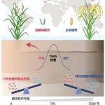 PNAS | 南京农业大学发现稻田“微生物天平”调控稻米砷化学形态与水稻直穗病地理分布之谜