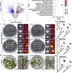 Plant Commun | 中国农业大学赖锦盛教授团队新型转录因子ZmHSCF1显著提升商业化玉米亲本自交系转化效率