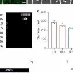 Nano Today | 厦门大学田华雨等团队研究发现水通道蛋白编码mRNA介导的水炸弹疫苗用于癌症免疫治疗
