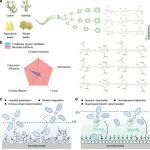 武汉大学陈朝吉/湖北工业大学胡培 ACS Nano：纤维素大分子调控双电层实现稳定长寿命钠金属电池