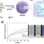 Bioact Mater丨中南大学艾可龙/黄琼研究发现SrHCF可实现“亚铁螯合-抗氧化-钙拮抗-炎症抑制”四联治疗CIRI