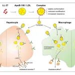 Sci China Life Sci｜昆明动物所赖仞团队发现人体内源Cathelicidin抗菌肽调控低密度脂蛋白-胆固醇代谢