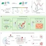 Nat. Chem. Biol. | 使用基于转子的荧光氨基酸对蛋白质微环境变化进行实时成像
