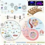 ACS Nano：负载Vadimezan、抗髓系细胞触发受体2结合的纳米囊泡可重编程TAMs以对抗复发性肺癌