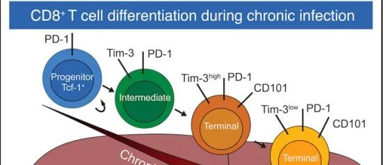 贝勒医学院解析CD7调控终末耗竭T细胞存活的作用机理