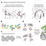 Nat Struct Mol Biol｜David Baker团队发布序列特异性DNA结合蛋白计算设计新策略