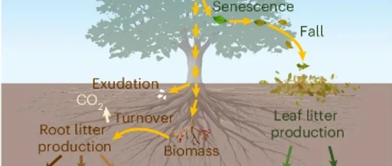 Nature Geoscience | 地理所寇亮研究组首次量化北半球森林最细根对土壤碳累积的长期贡献