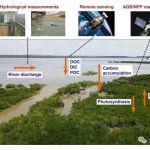 Frontiers in Ecology and the Environment | 重新认识蓝碳生态系统碳源/汇