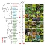 Nature Genetics | 颠覆传统认知！中科院仙湖植物园、深圳大学、南京农业大学等联合构建123个苔藓植物超级泛基因组