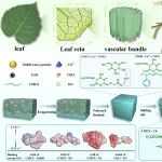 广西大学徐传辉教授《Adv. Funct. Mater.》：用于双模式协同呼吸监测的叶层次脉络网络模拟弹性体