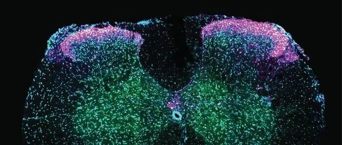 韦东奕参与项目通过2025国家自然科学奖初评，建议为二等奖；脊髓不仅控制射精，还能编排性行为顺序和节奏 | 科研圈日报