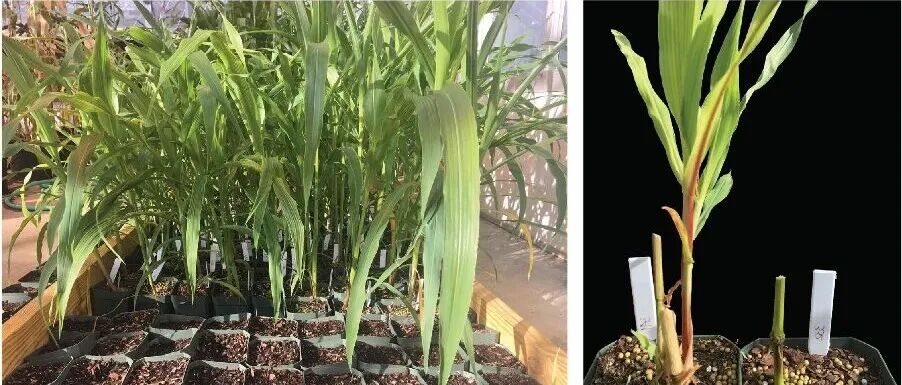 太强了！农大博士再登Nature巅峰，攻克百年谜题，植物科学开启全新篇章！