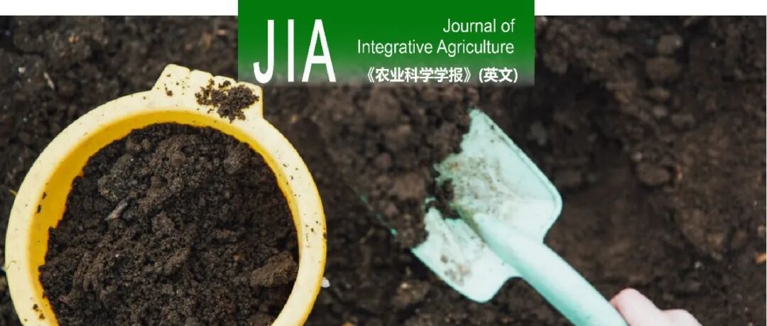 JIA | 中国农科院/南京农大揭示聚磷微藻肥作为缓释肥料促进作物生长和土壤健康
