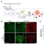 Neuron | 北生所林睿和北京脑所罗敏敏合作开发神经元高亮标记技术LINCS，构建新一代单神经元重构平台