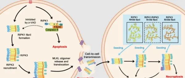 PNAS｜有机化学所袁钧瑛与刘聪团队发现RIPK1/RIPK3淀粉样纤维跨细胞传播诱导细胞坏死新机制