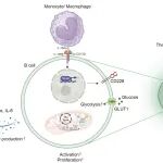 eBioMedicine｜中南大学周智广团队揭示1型糖尿病发病新机制并提供治疗新靶点