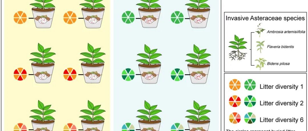 兰州大学吴纪华团队《New Phytologist》最新成果！